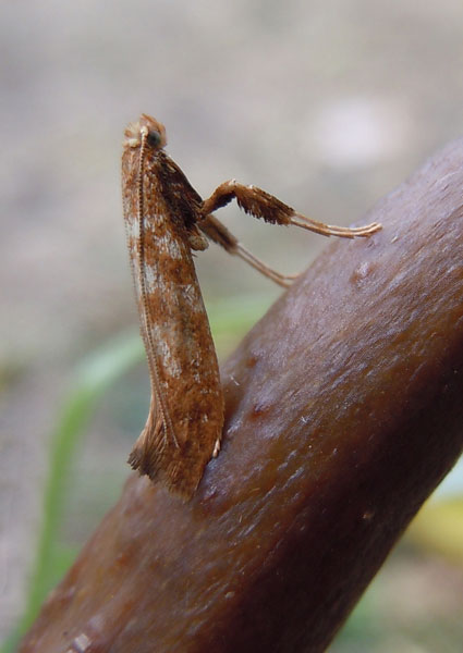 /filer/webapps/moths_gc/media/images/M/myopora_Kallia_A_De-Prins-etal_2025_294.jpg