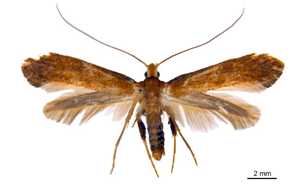 /filer/webapps/moths_gc/media/images/M/myopora_Kallia_HT_De-Prins-etal_2025_294.jpg