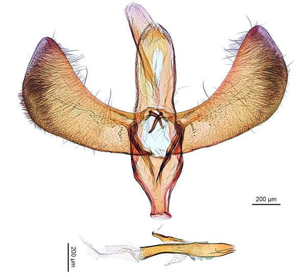 /filer/webapps/moths_gc/media/images/M/myopora_Kallia_HT_GM_De-Prins-et-al.jpg