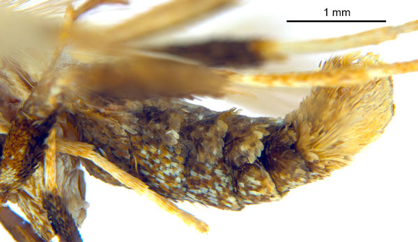 /filer/webapps/moths_gc/media/images/M/myopora_Kallia_HT_abdomen_De-Prins-etal_2025_294.jpg