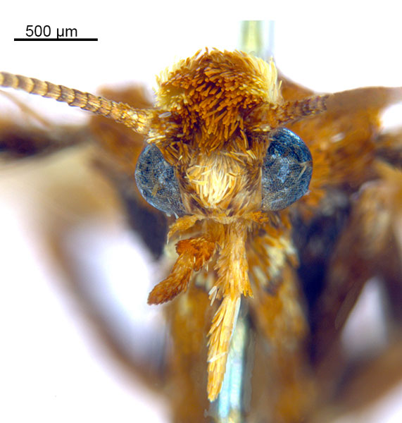 /filer/webapps/moths_gc/media/images/M/myopora_Kallia_HT_head1_De-Prins-etal_2025_294.jpg
