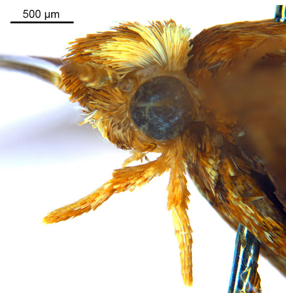 /filer/webapps/moths_gc/media/images/M/myopora_Kallia_HT_head2_De-Prins-etal_2025_294.jpg