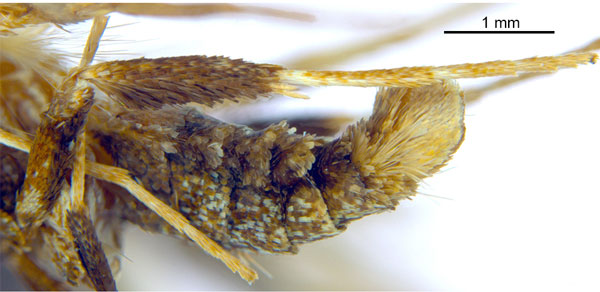 /filer/webapps/moths_gc/media/images/M/myopora_Kallia_HT_hindleg_De-Prins-etal_2025_294.jpg