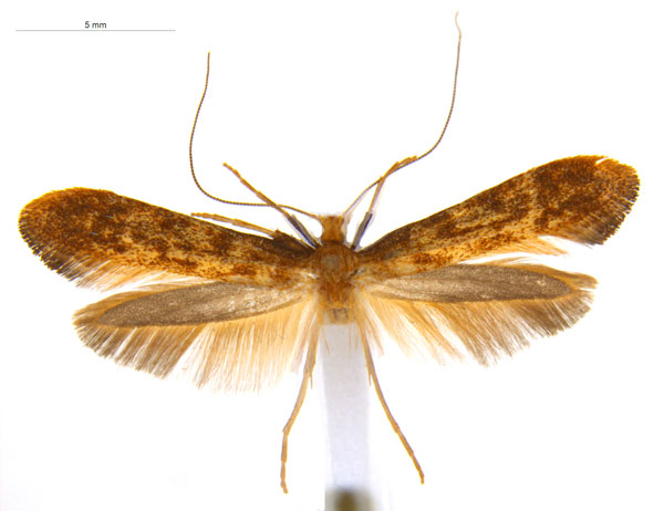 /filer/webapps/moths_gc/media/images/M/myopora_Kallia_PT_A68_ANIC.jpg