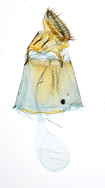 /filer/webapps/moths_gc/media/images/M/myopora_Kallia_PT_A68_GF_ANIC_lxJPHzp.jpg