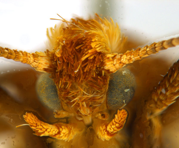 /filer/webapps/moths_gc/media/images/M/myopora_Kallia_PT_A68_head1_ANIC.jpg