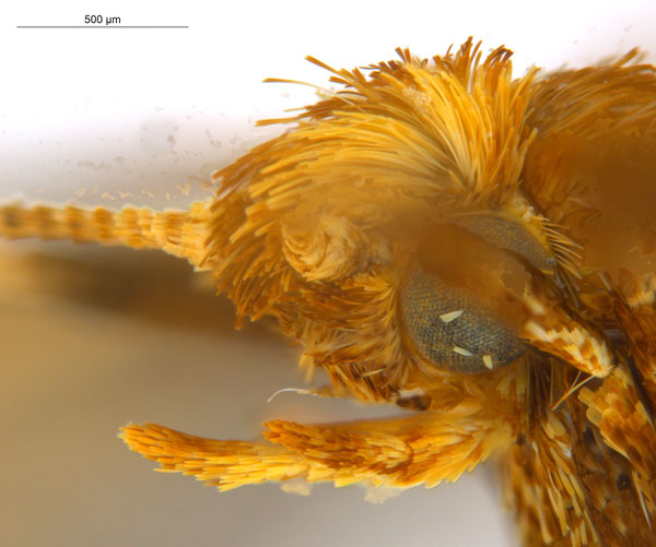 /filer/webapps/moths_gc/media/images/M/myopora_Kallia_PT_A68_head2_ANIC.jpg