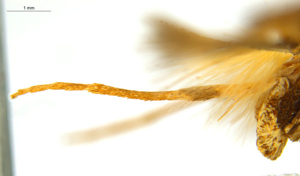 /filer/webapps/moths_gc/media/images/M/myopora_Kallia_PT_A68_midleg2_ANIC.jpg