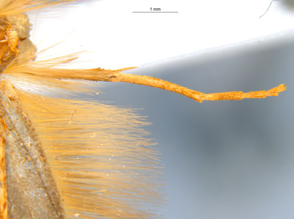 /filer/webapps/moths_gc/media/images/M/myopora_Kallia_PT_A68_midleg_ANIC.jpg