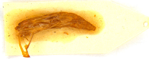 /filer/webapps/moths_gc/media/images/M/myopora_Kallia_PT_A68_pupa_ANIC.jpg