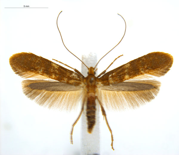 /filer/webapps/moths_gc/media/images/M/myopora_Kallia_PT_A69_ANIC.jpg