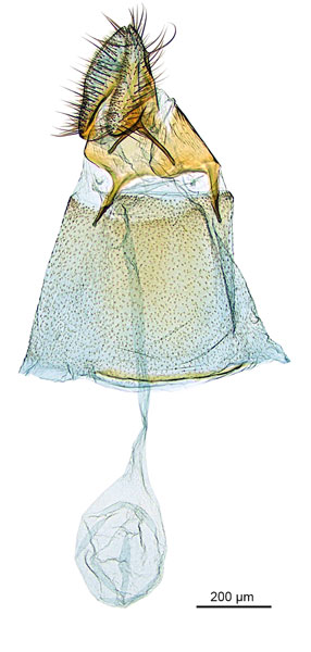 /filer/webapps/moths_gc/media/images/M/myopora_Kallia_PT_A69_GF_ANIC.jpg