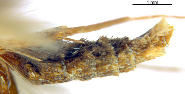 /filer/webapps/moths_gc/media/images/M/myopora_Kallia_PT_A69_abdomen_ANIC.jpg