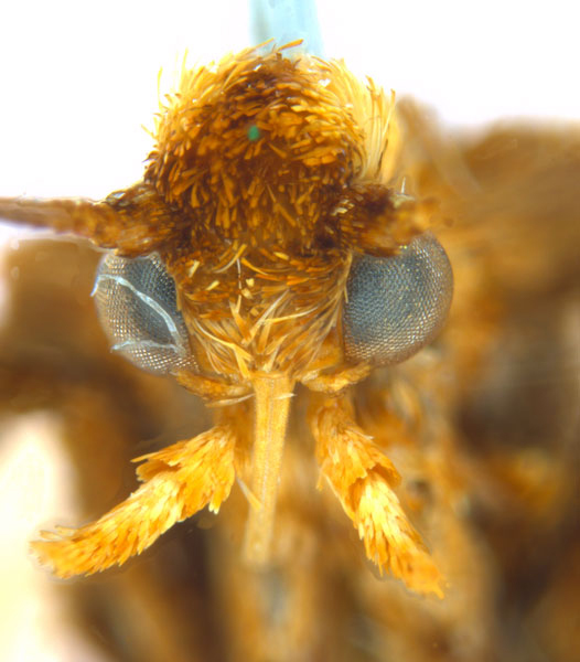 /filer/webapps/moths_gc/media/images/M/myopora_Kallia_PT_A69_head1_ANIC.jpg