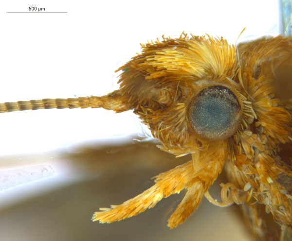 /filer/webapps/moths_gc/media/images/M/myopora_Kallia_PT_A69_head2_ANIC.jpg