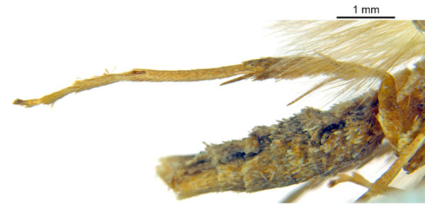 /filer/webapps/moths_gc/media/images/M/myopora_Kallia_PT_A69_hindleg_ANIC.jpg