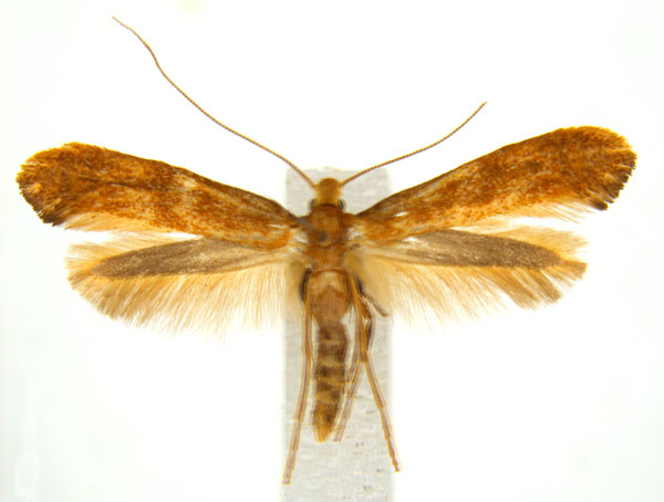 /filer/webapps/moths_gc/media/images/M/myopora_Kallia_PT_A70_ANIC_EbhCqdi.jpg