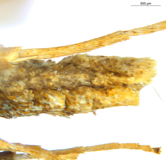 /filer/webapps/moths_gc/media/images/M/myopora_Kallia_PT_A70_abdomen_ANIC.jpg