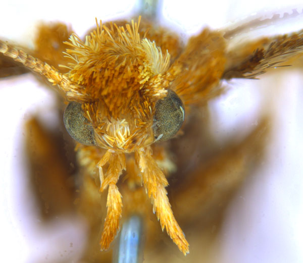 /filer/webapps/moths_gc/media/images/M/myopora_Kallia_PT_A70_head1_ANIC.jpg