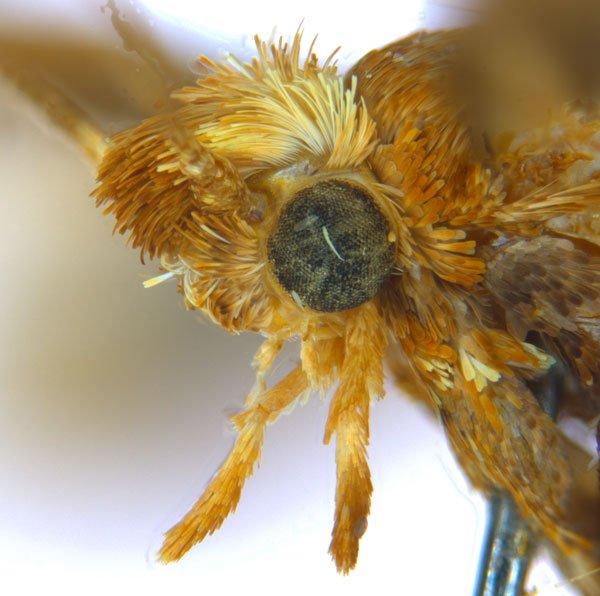/filer/webapps/moths_gc/media/images/M/myopora_Kallia_PT_A70_head2_ANIC.jpg