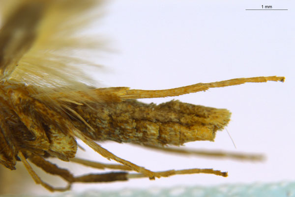 /filer/webapps/moths_gc/media/images/M/myopora_Kallia_PT_A70_legs_ANIC.jpg
