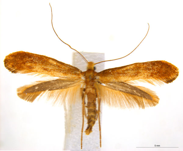/filer/webapps/moths_gc/media/images/M/myopora_Kallia_PT_A93_ANIC.jpg