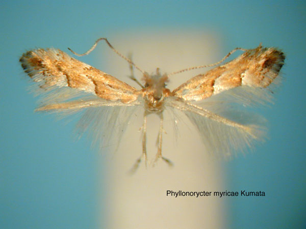 /filer/webapps/moths_gc/media/images/M/myricae_Phyllonorycter_HT_EIHU.jpg