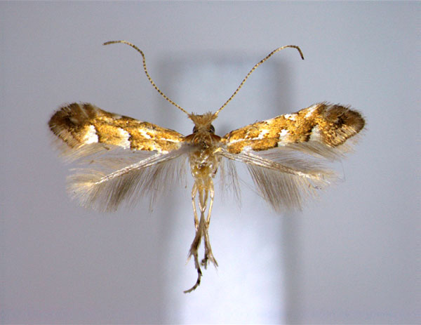 /filer/webapps/moths_gc/media/images/M/myricae_Phyllonorycter_PT_EIHU.jpg