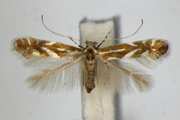 /filer/webapps/moths_gc/media/images/M/myricae_Phyllonorycter_PT_ZSM_3.jpg
