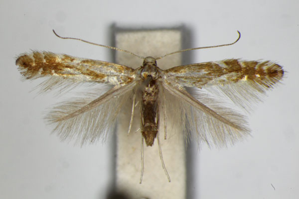/filer/webapps/moths_gc/media/images/M/myricae_Phyllonorycter_PT_ZSM_4.jpg