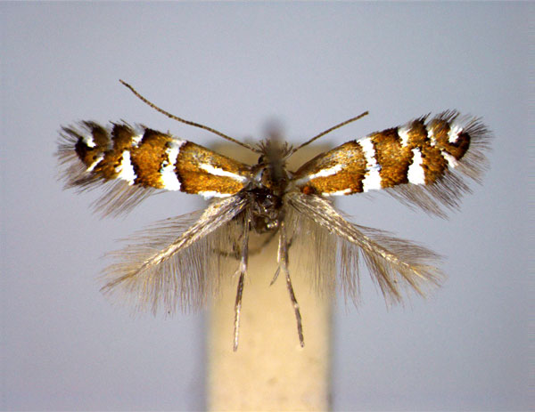 /filer/webapps/moths_gc/media/images/N/nanella_Phyllonorycter_A_EIHU.jpg