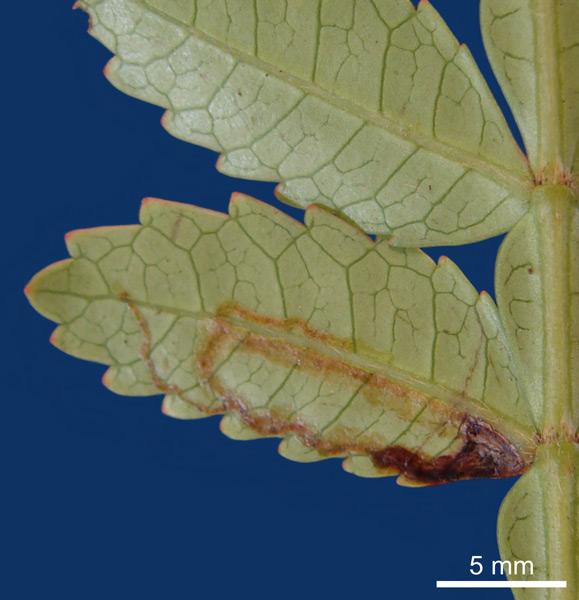 /filer/webapps/moths_gc/media/images/N/nebularia_Cactivalva_minesapfeeding_6nov2017.jpg