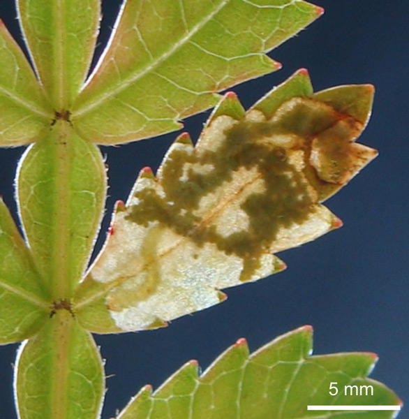 /filer/webapps/moths_gc/media/images/N/nebularia_Cactivalva_minetissuefeeding_6nov2017.jpg