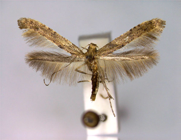 /filer/webapps/moths_gc/media/images/N/negundella_Caloptilia_A_EIHU.jpg