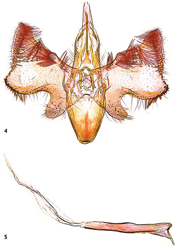 /filer/webapps/moths_gc/media/images/N/neli_Mercantouria_GM_Huemer etal_2016_152.jpg
