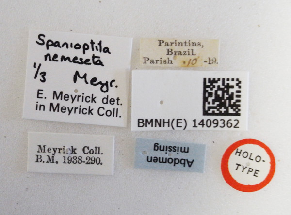 /filer/webapps/moths_gc/media/images/N/nemeseta_Spanioptila_HT_1409362_BMNH_Labels.jpg