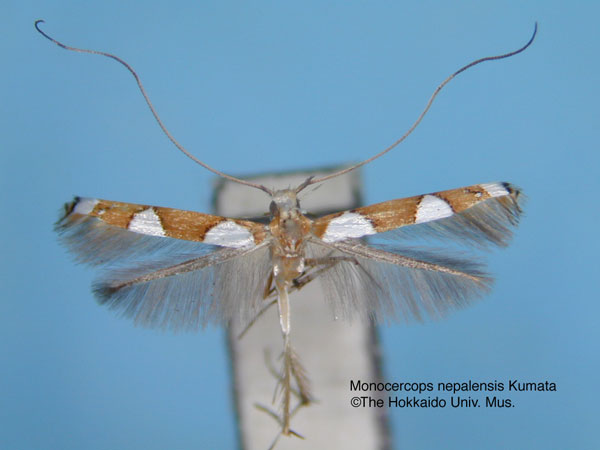 /filer/webapps/moths_gc/media/images/N/nepalensis_Monocercops_HT_EIHU.jpg