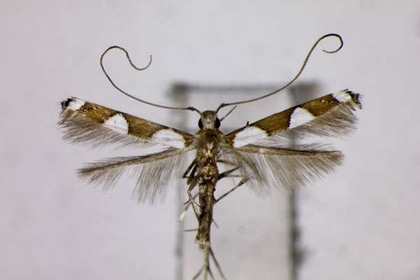 /filer/webapps/moths_gc/media/images/N/nepalensis_Monocercops_PT_BMNH.jpg