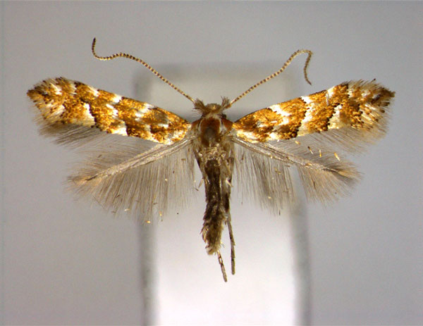/filer/webapps/moths_gc/media/images/N/nepalensis_Phyllonorycter_A_EIHU.jpg