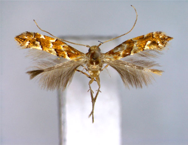 /filer/webapps/moths_gc/media/images/N/nepalensis_Phyllonorycter_A_EIHU_2.jpg