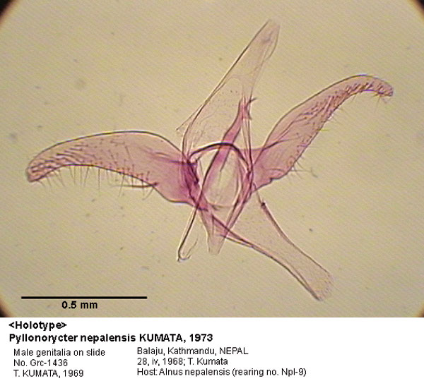 /filer/webapps/moths_gc/media/images/N/nepalensis_Phyllonorycter_GM_HT_1436_EIHU.jpg