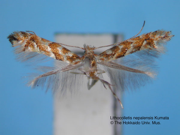 /filer/webapps/moths_gc/media/images/N/nepalensis_Phyllonorycter_HT_EIHU.jpg