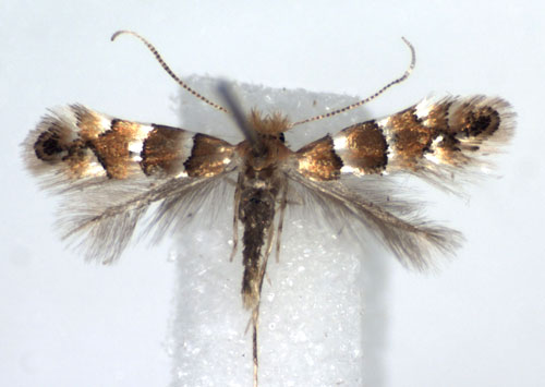 /filer/webapps/moths_gc/media/images/N/nicellii_Phyllonorycter_A_WJDP.jpg