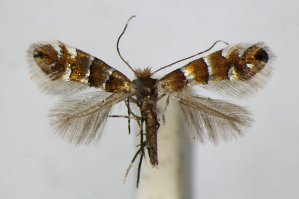 /filer/webapps/moths_gc/media/images/N/nicellii_Phyllonorycter_A_ZMS.jpg