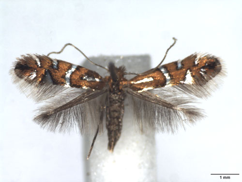/filer/webapps/moths_gc/media/images/N/nigrescentella_Phyllonorycter_AF_WJDP.jpg