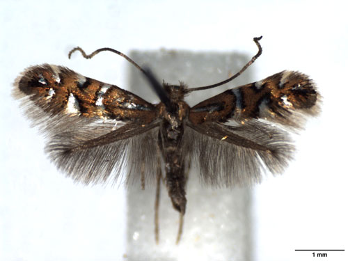 /filer/webapps/moths_gc/media/images/N/nigrescentella_Phyllonorycter_AM_WJDP.jpg