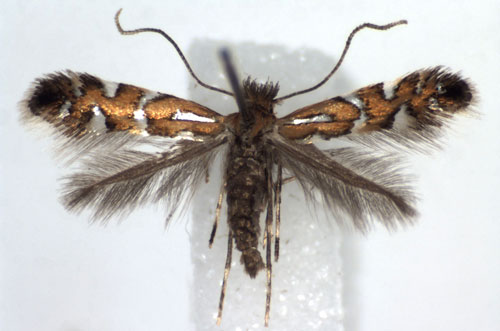 /filer/webapps/moths_gc/media/images/N/nigrescentella_Phyllonorycter_A_WJDP.jpg