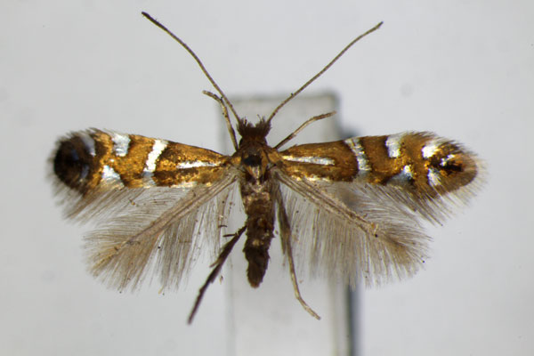 /filer/webapps/moths_gc/media/images/N/nigrescentella_Phyllonorycter_A_ZSM.jpg