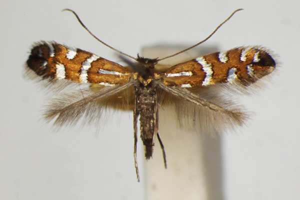 /filer/webapps/moths_gc/media/images/N/nigrescentella_Phyllonorycter_A_ZSM_3.jpg