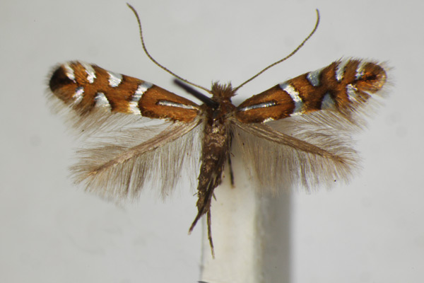 /filer/webapps/moths_gc/media/images/N/nigrescentella_Phyllonorycter_A_ZSM_4.jpg